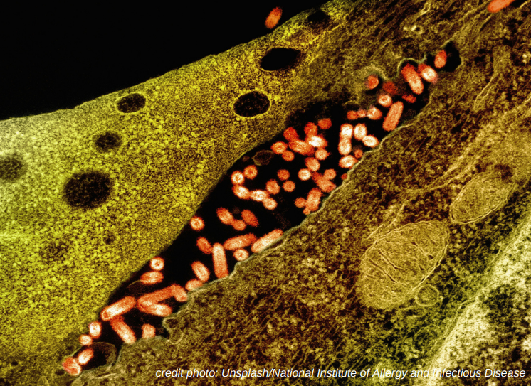 Microscopic Warriors: The Immune System’s Defence Against a Sea of Microorganisms